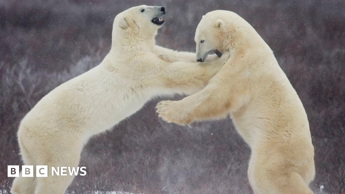 Russia Arctic: Polar bears besiege scientists - BBC News