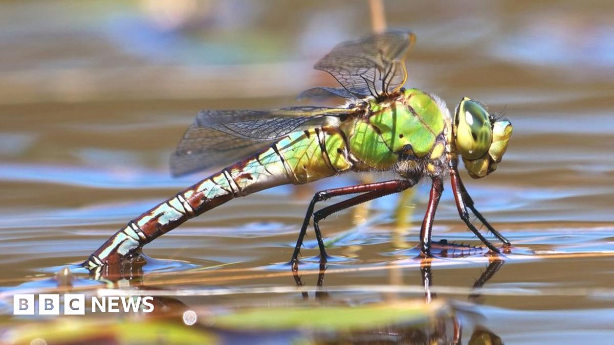 _120408936_emperordragonfly_da