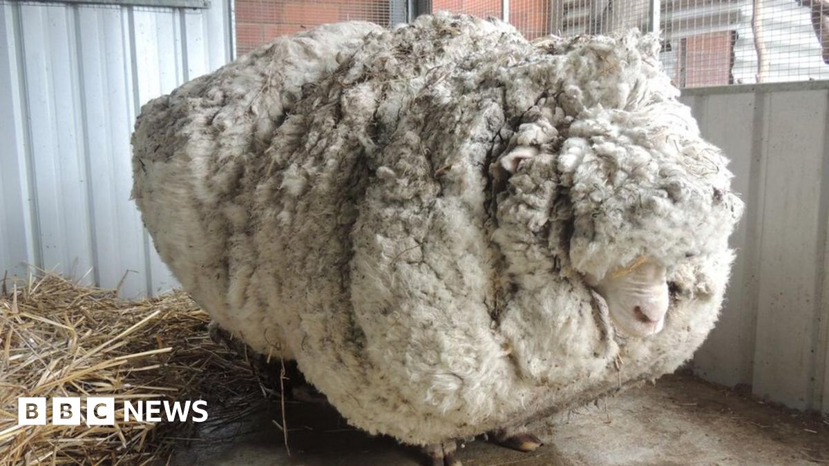 Overgrown Australian sheep Chris 'breaks world record' - BBC News