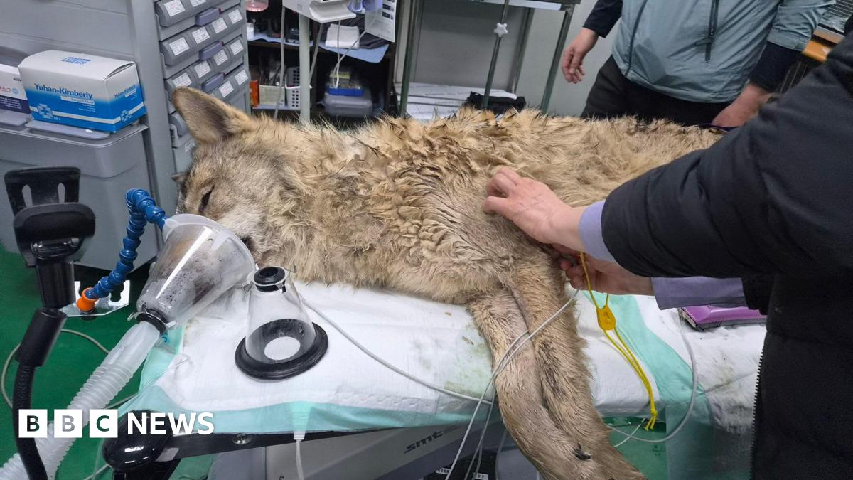 Neukgu: South Korea's runaway wolf finally captured after nine-day search