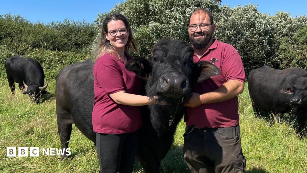 The couple bringing buffalo farming to Delabole in Cornwall