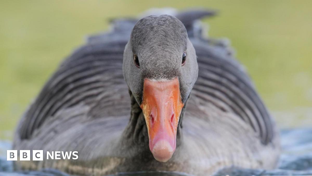 Your photos from the West Midlands: Bluebells, birds and a Dalek