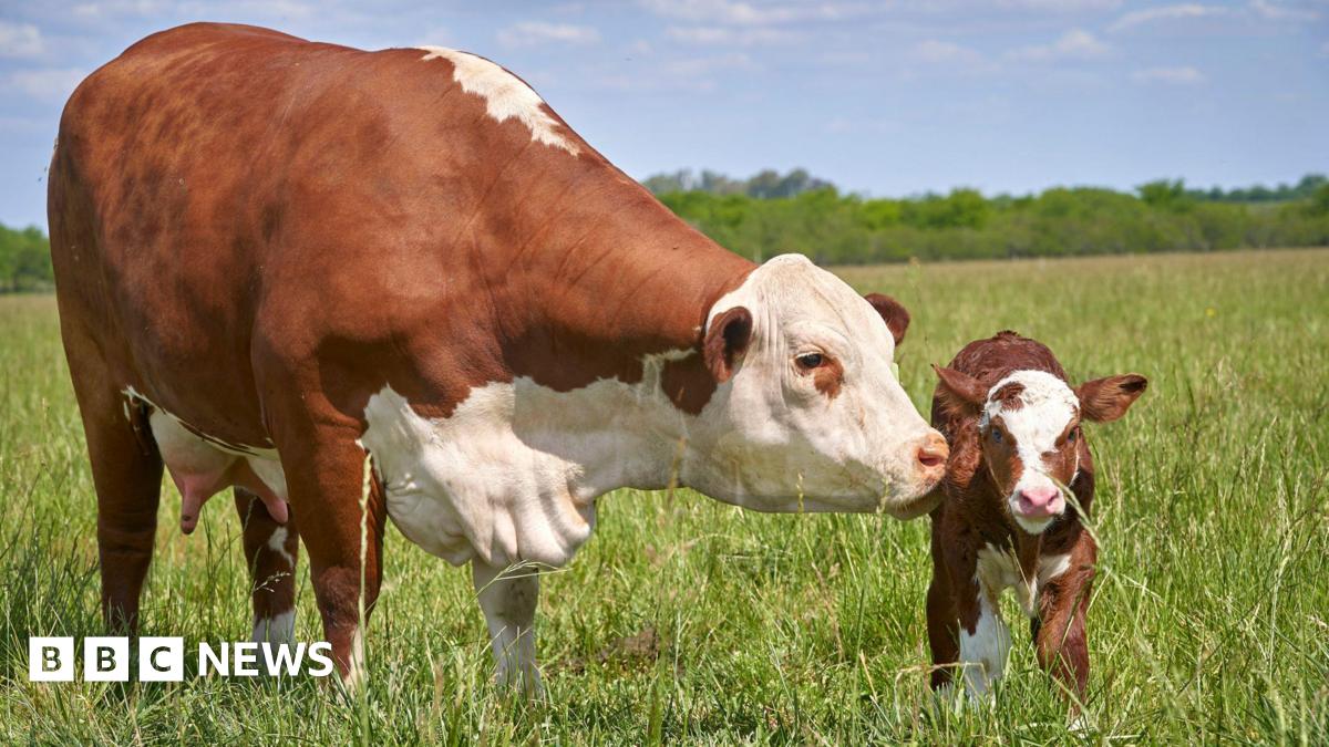 bbc.co.uk - Louise Cullen - Farming: Cost of rural crime in NI more than &pound;2m in 2025, says NFU Mutual