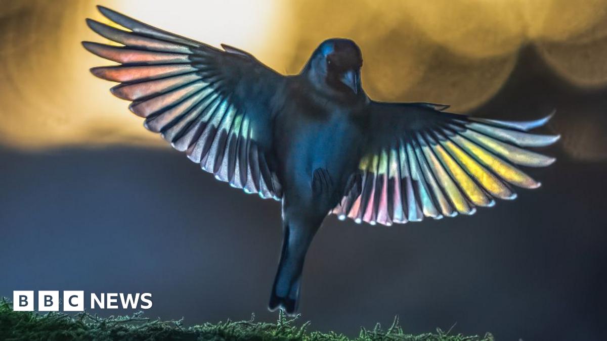 Shropshire photographer captures beauty of back garden wildlife
