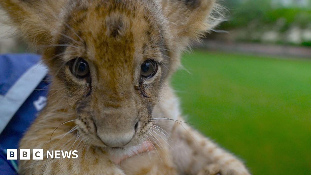 Big cat owners hide their animals amid Pakistani crackdown