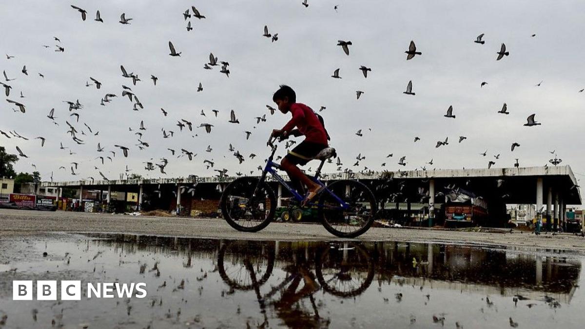 Mumbai's Pigeon Feeding Ban: Balancing Public Health and Cultural Tradition