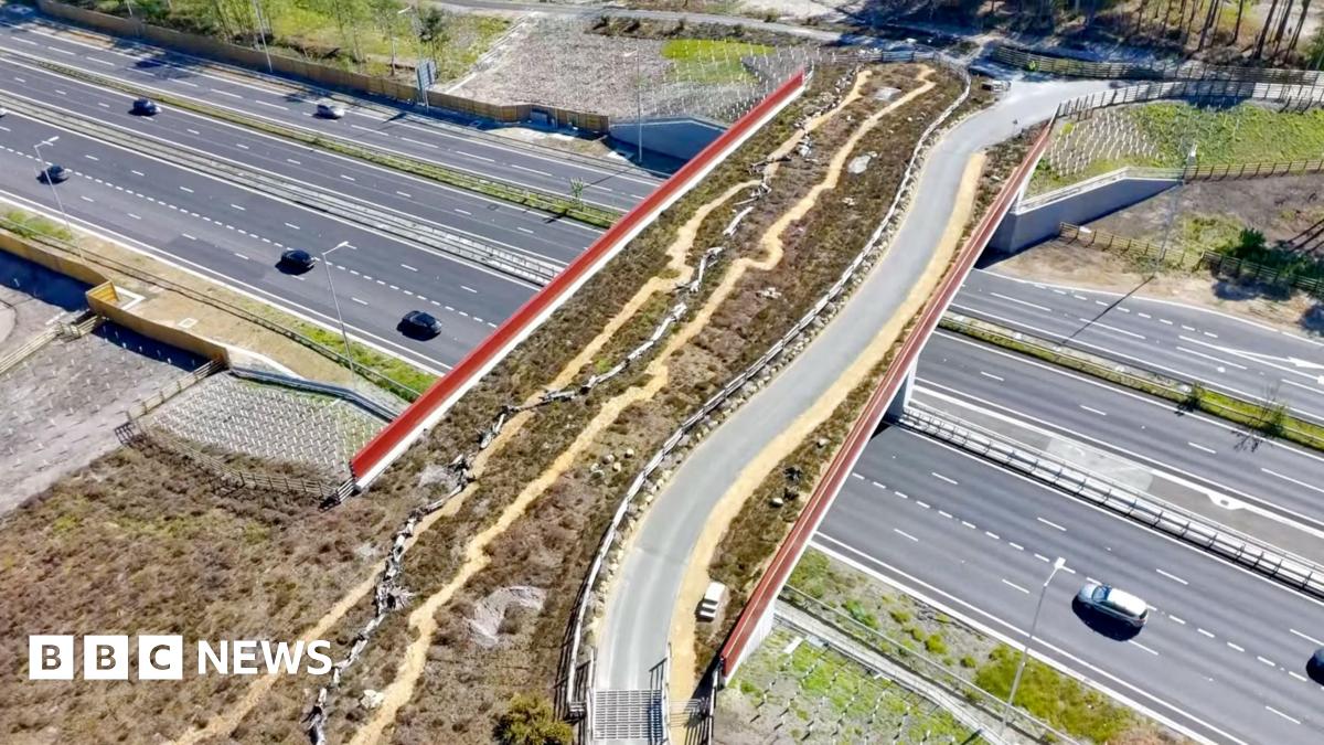 UK's first heathland green bridge to open in Surrey