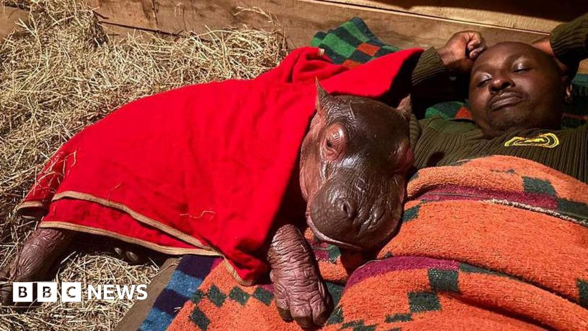 Orphaned baby hippo 'Bumpy' to be hand-reared by keepers at Kenya sanctuary