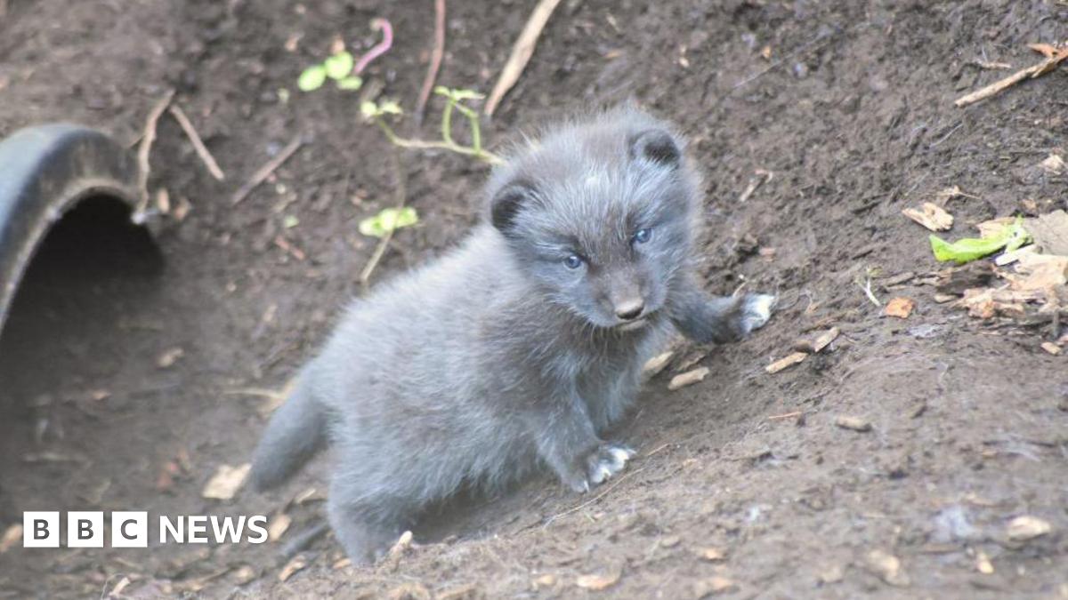 Dudley zoo welcomes birth of Arctic fox cubs for first time - BBC News