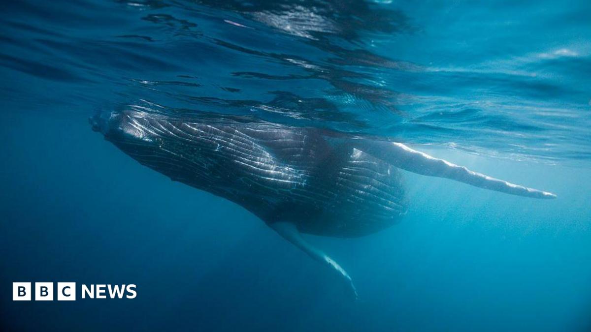 Whale graveyard dating back five million years discovered