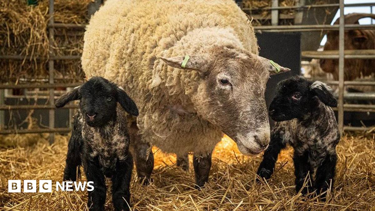 
                            Britain's 'loneliest' sheep Fiona gives birth for first time