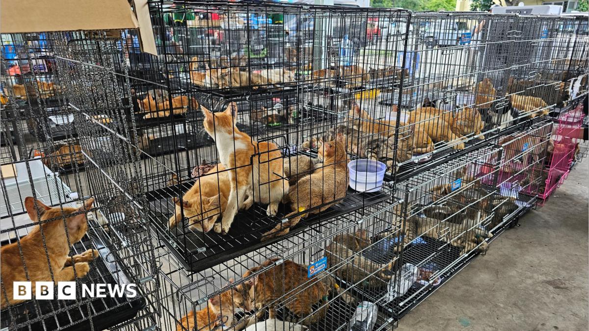 Hundreds of cats stolen for food in Vietnam rescued by police