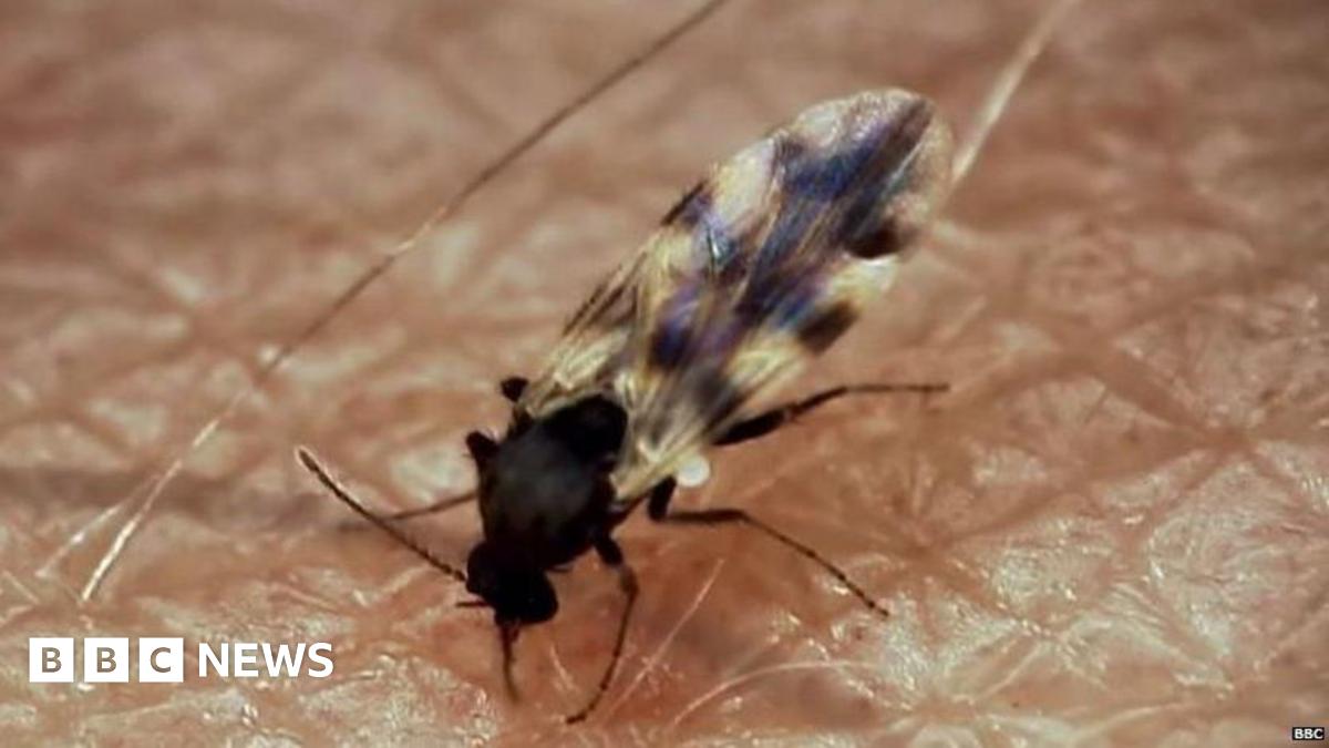 Ballykelly: Mystery insects leave victims bitten and baffled - BBC News