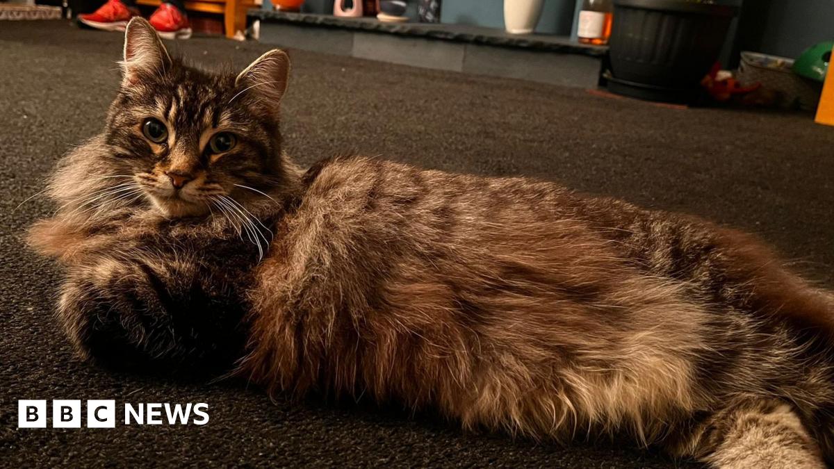 Elland family's delight at return of cat taken by delivery driver