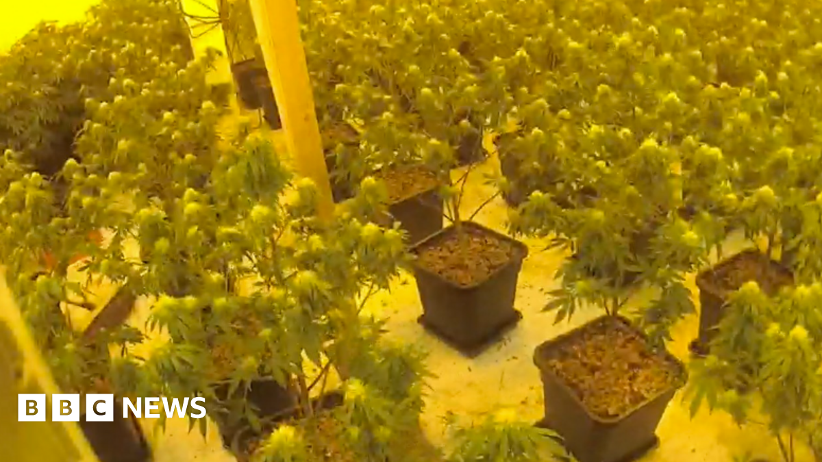bbc.co.uk - Rebecca Sherdley - Large cannabis farm' found in Newark industrial unit