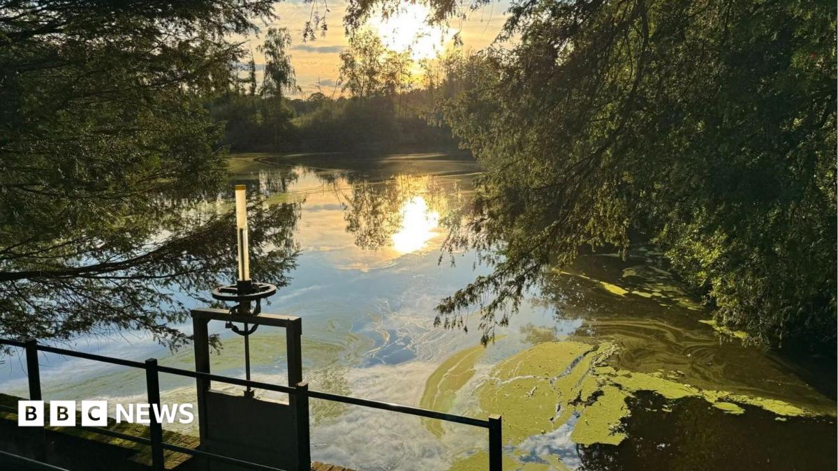 bbc.co.uk - Joshua Askew - The forgotten powerhouse in Surrey-Sussex border forest