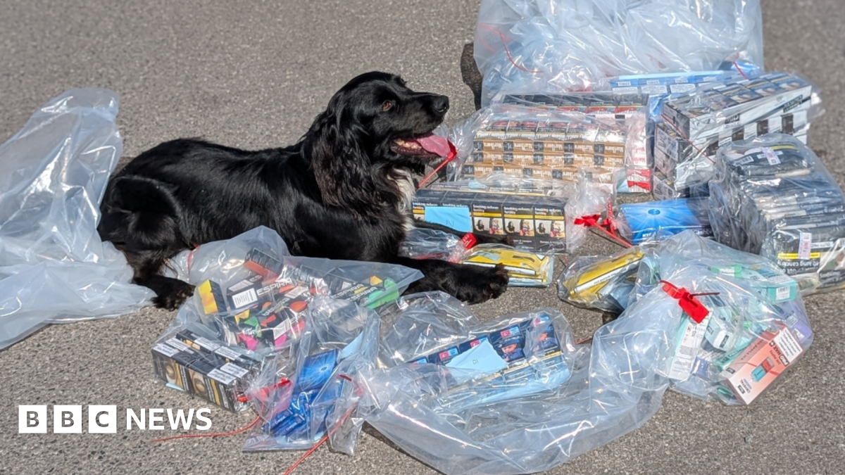 Dog helps sniff out illegal vapes and tobacco in Hampshire