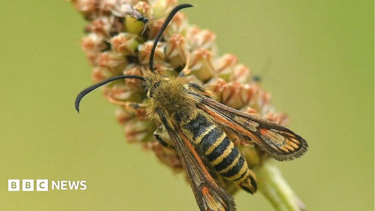Rare moth find in town park sparks hopes of others