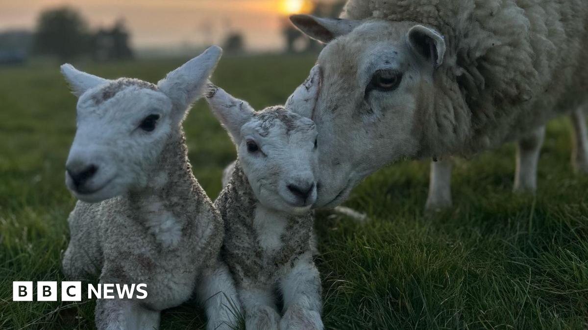 Farm amazed after 'giant' 10kg lambs born 