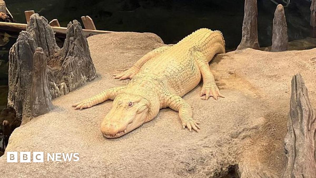 Thousands in San Francisco mourn beloved albino alligator, Claude