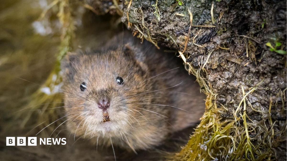 Poles and holes searching for voles