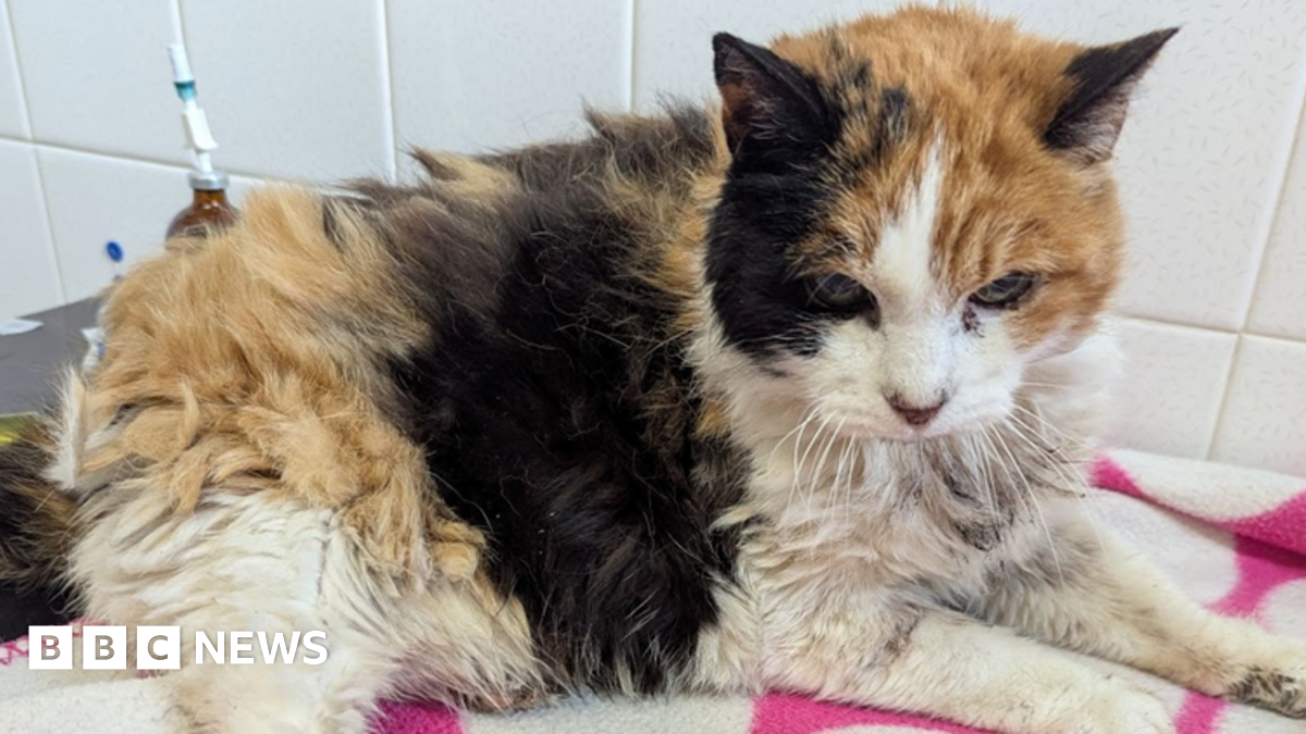 Loughborough cat put down after suffering 'suspicious injuries"