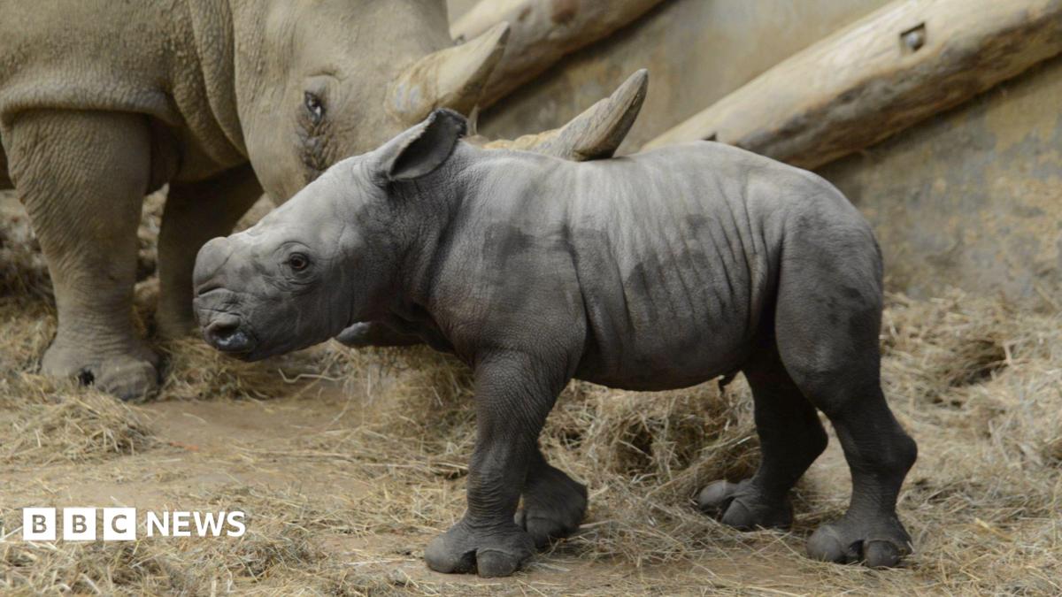 Only White Rhino Born in the UK This Year? Meet Markus — The Tiny Tank That's Already Stealing Hearts (And Maybe the Spotlight)