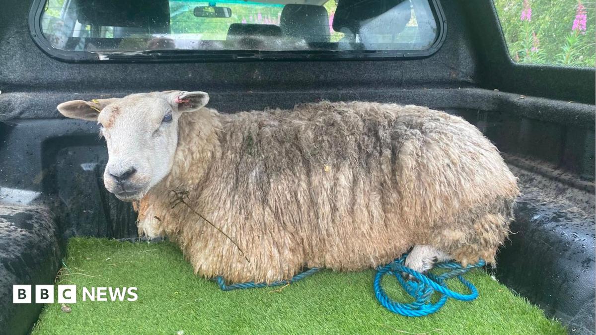 Firefighters called to rescue sheep from River Derwent