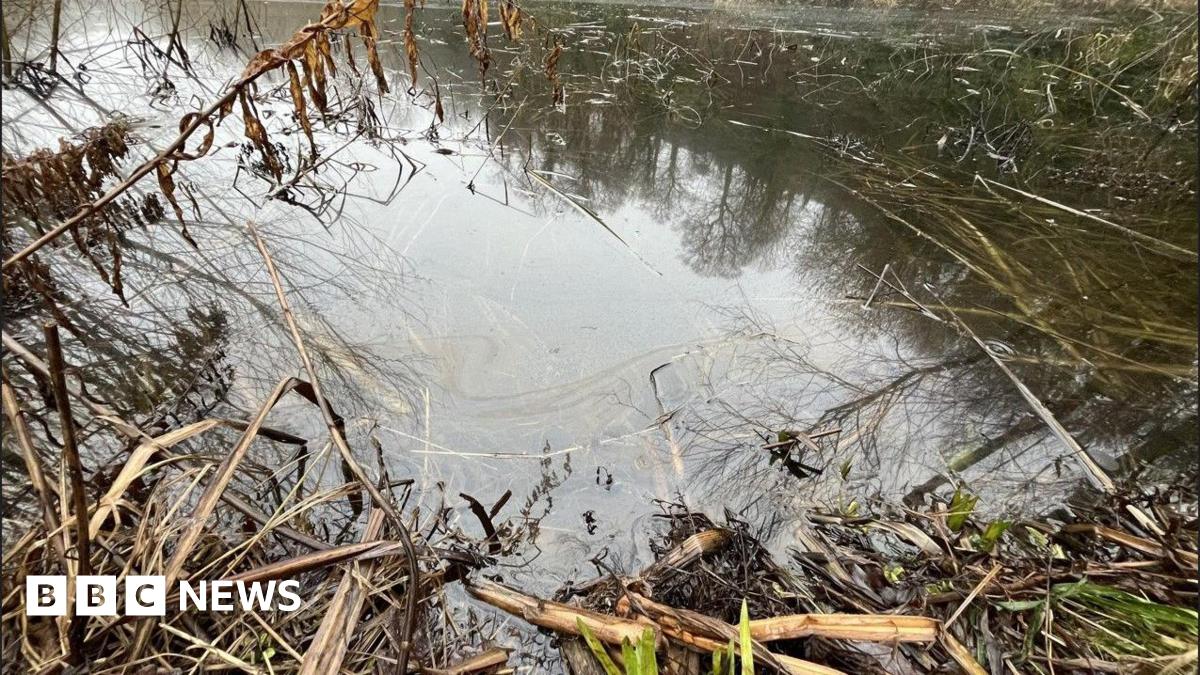 Birds rescued after pond near River Trent contaminated by oil