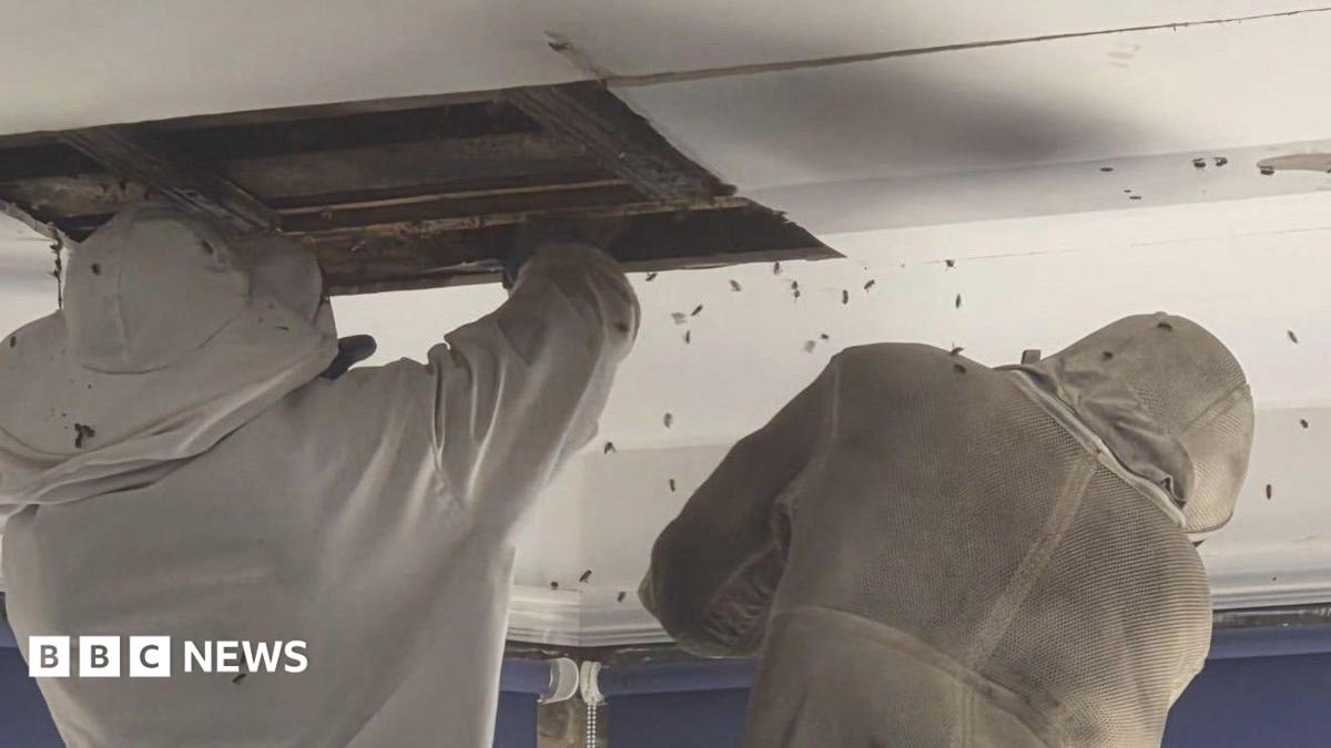 Charity raises £10k in one day to clear bee infestation