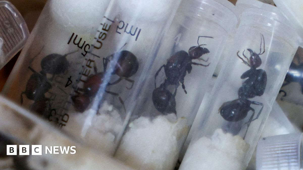 Kenyan court sentences ant smugglers to $7,700 fine or one-year in prison