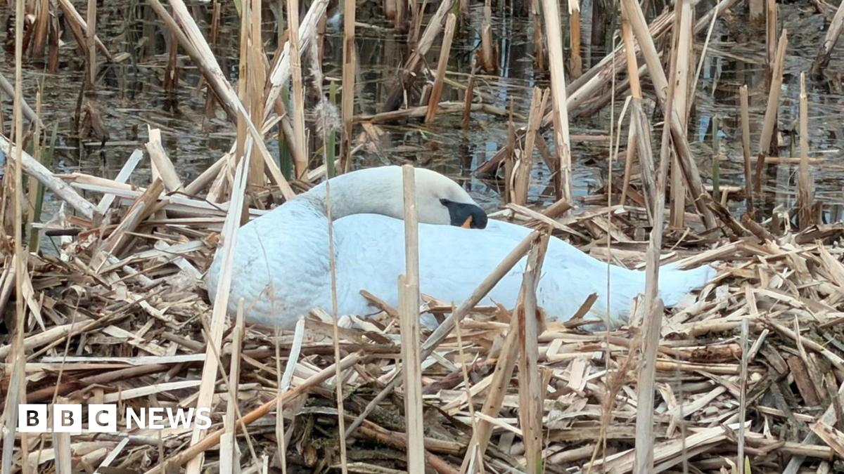 bbc.co.uk - Emma Petrie - Swans free of oil after spill in Cleethorpes park