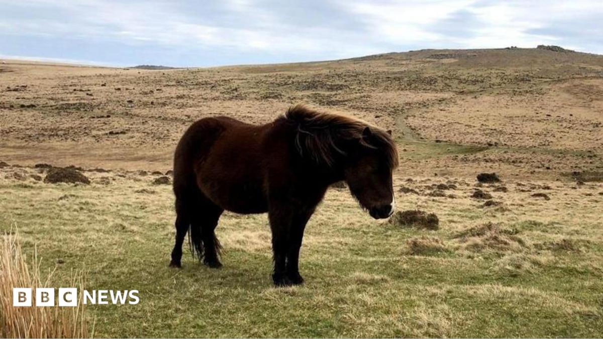 Dartmoor ponies given new protection after cull fears