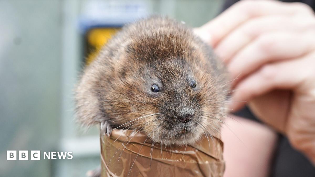 Water voles brought back to North Devon after more than 25 years
