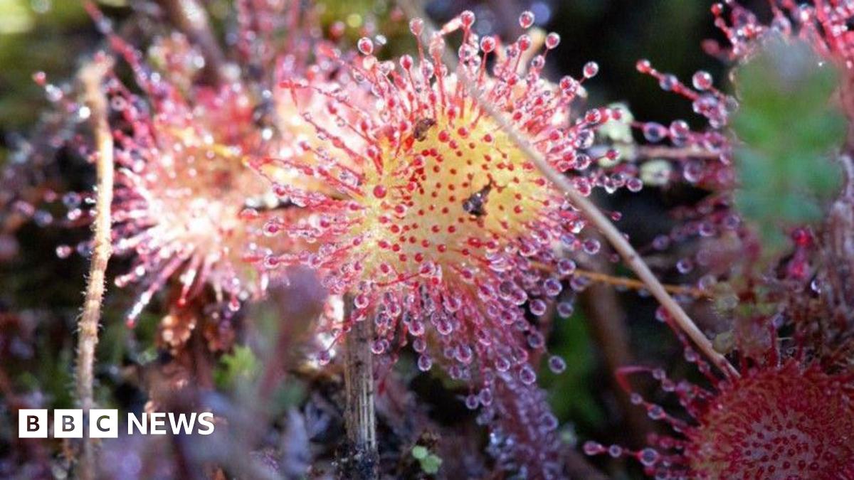 DJ plants 鰐亀 DJ PLANTS/DJP76 (@dj_plants_76) • Instagram photos