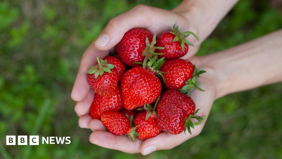 Will 2025 be a sweet year for strawberry growers and consumers?