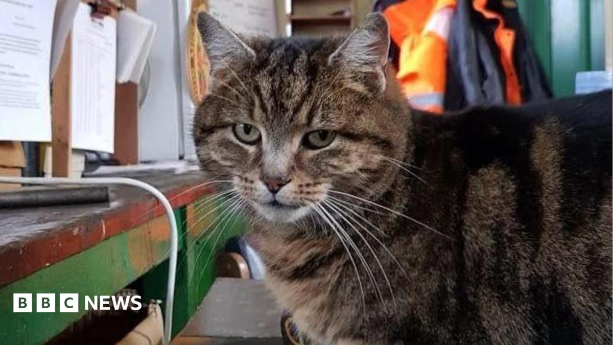 'Great sadness' as Great Central Railway cat Onslaught dies