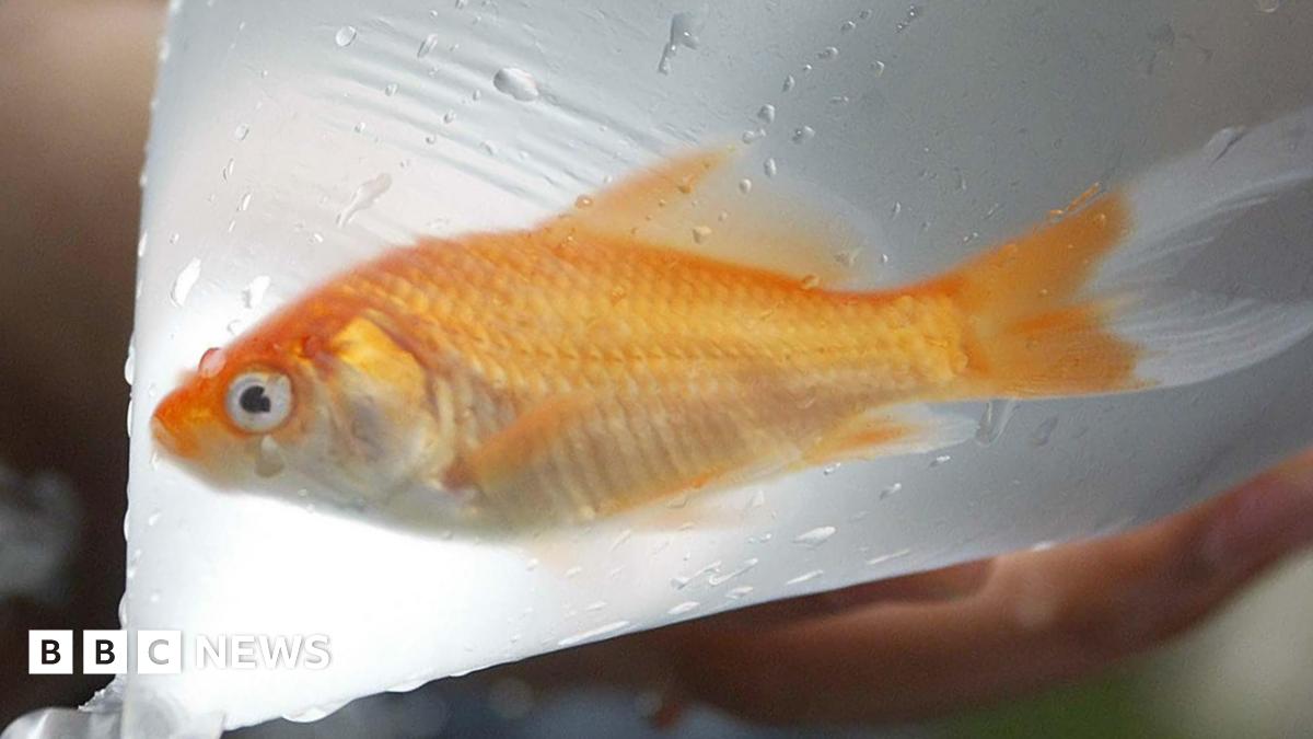 A small gold fish is in a plastic bag filled with water. His head is on the left of the image. A hand is holding the bag from underneath. 
