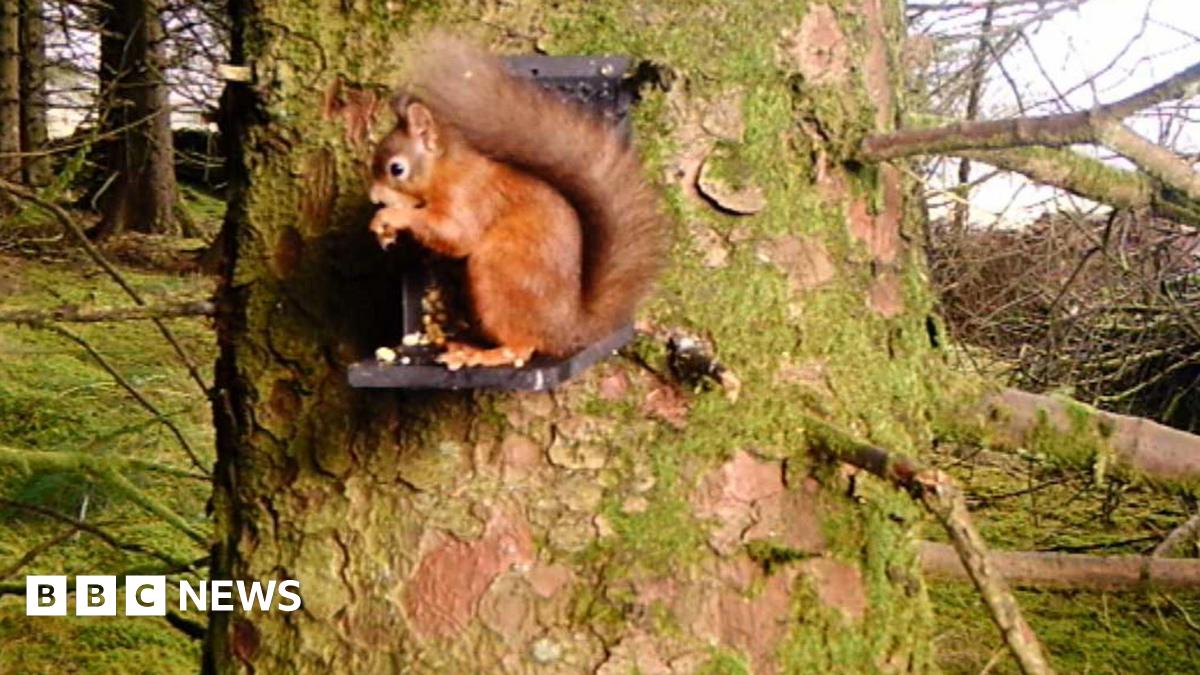 Red squirrel colony discovered in North Yorkshire