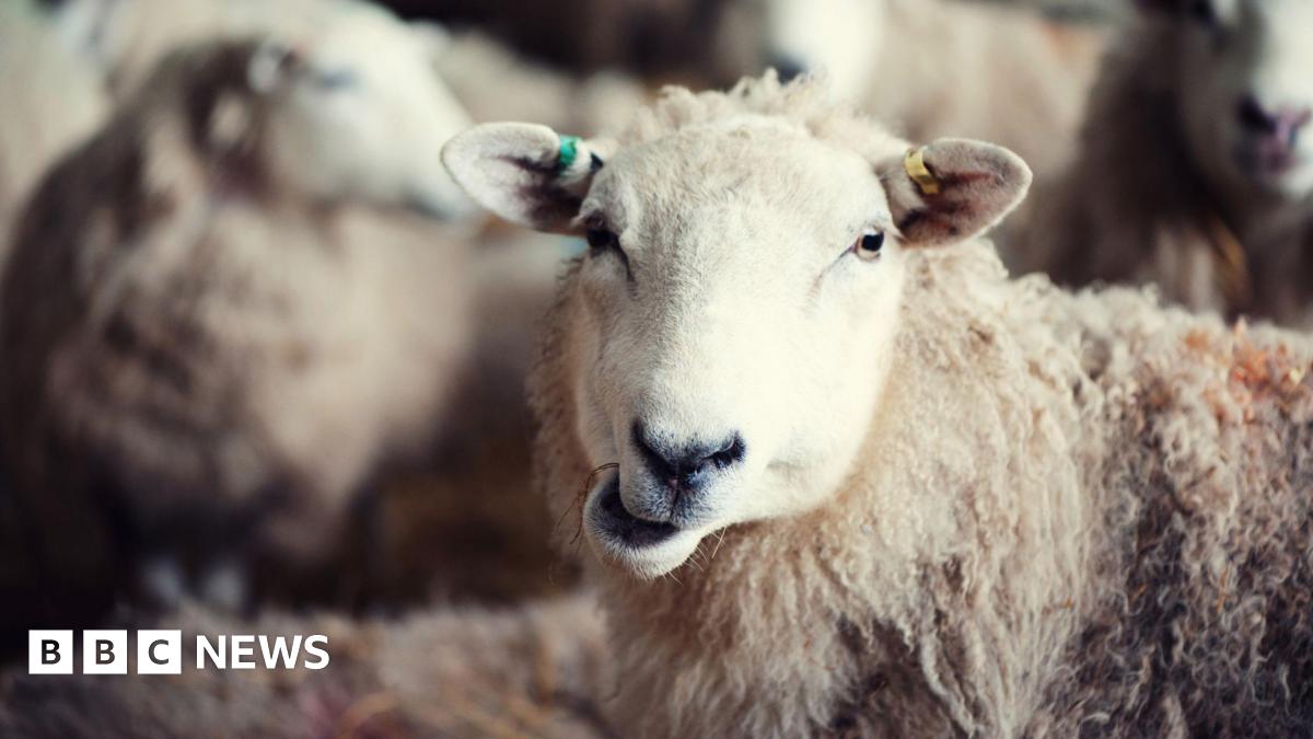 A sheep looking at the camera. It is surrounded by a herd of sheep.