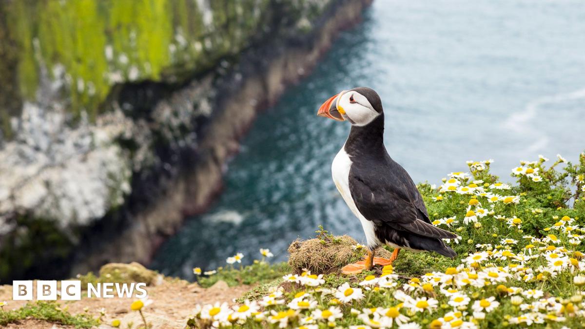 A puffin is perched on the side of a cliff on Skomer island next to a bed of daisies. The sea and more clifs are in the distance
