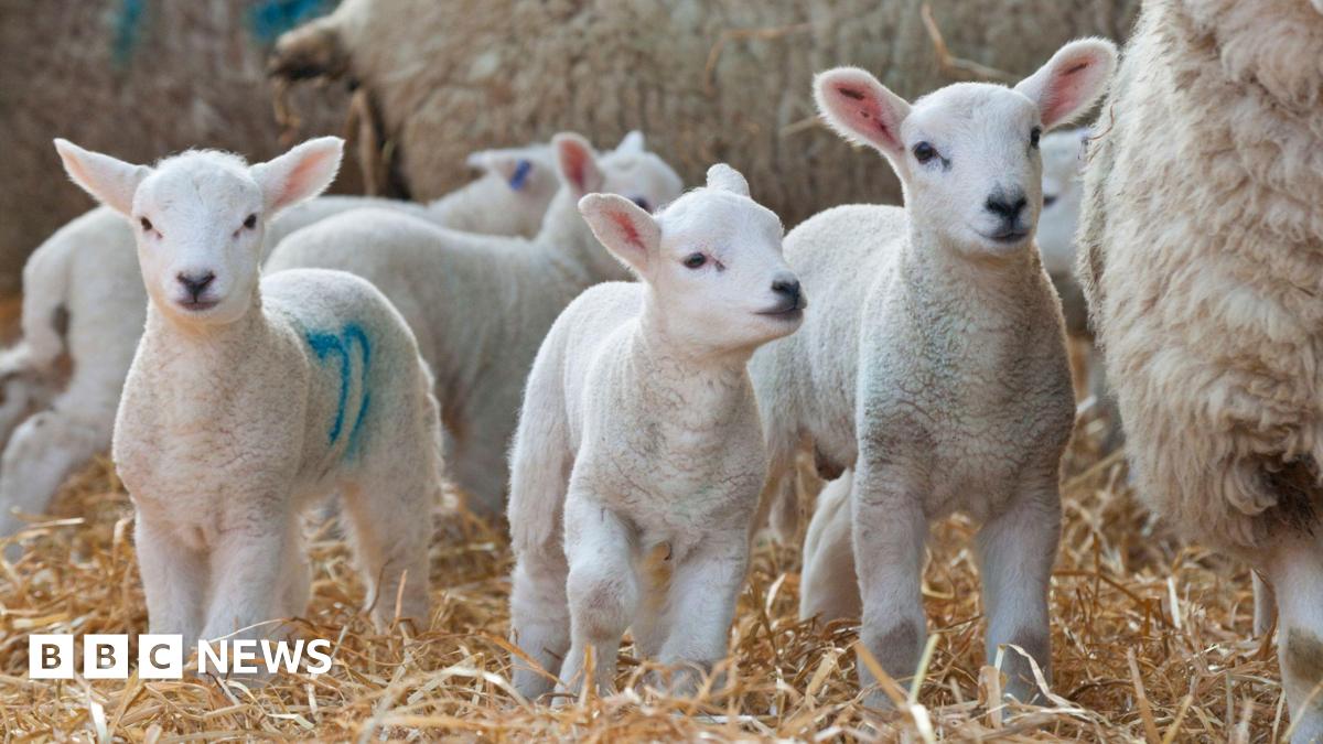 bbc.co.uk - Nick Morris - Fire-hit farms secure grazing land in time for spring lambing