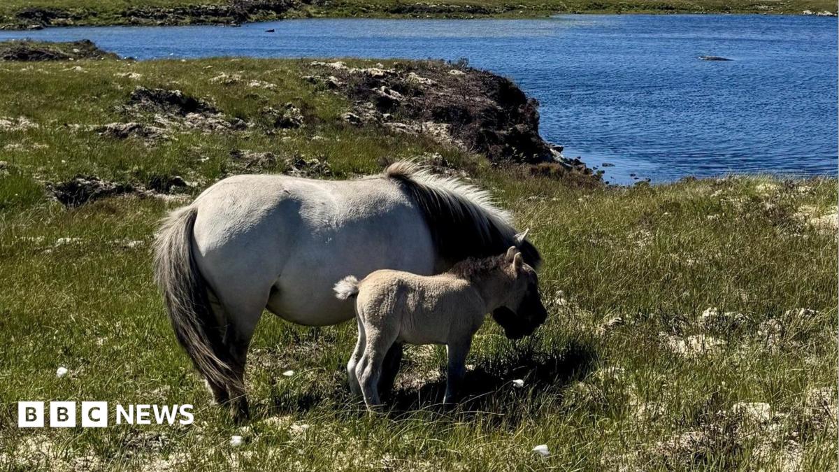 No Sign Of Missing Shetland Pony Foals In Eagle Nests Says NatureScot No Sign Of Missing Shetland Pony Foals In Eagle Nests Says NatureScot