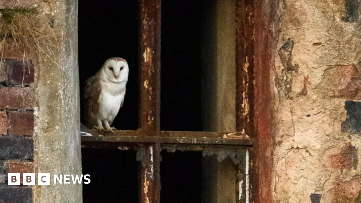 bbc.co.uk - Vanessa Pearce - Wildlife photographed 'reclaiming' former Stoke-on-Trent mining site