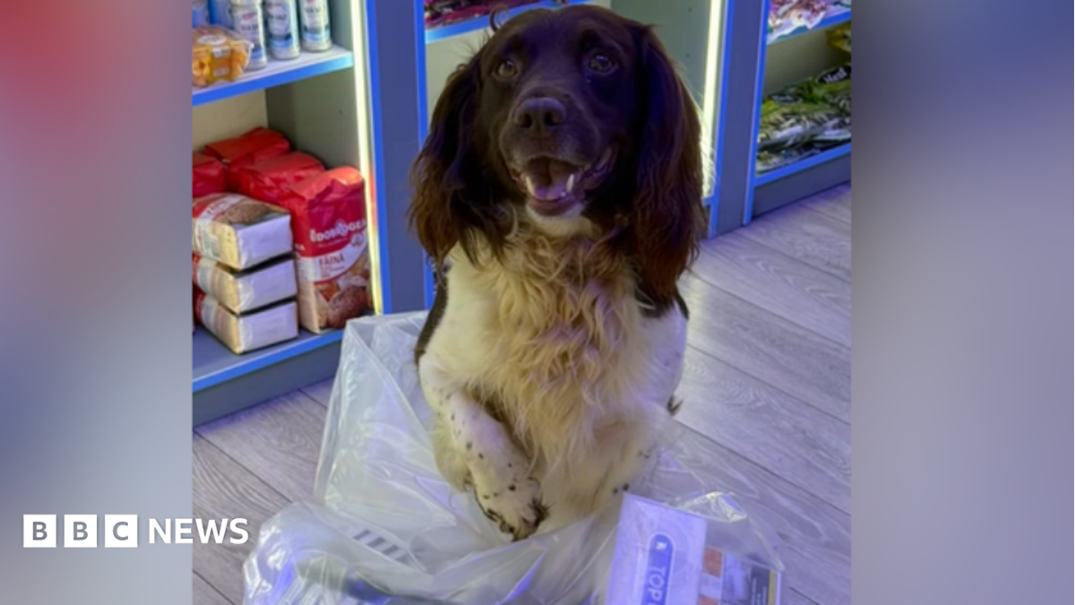 dog eats cigarettes Detection helps sniff out illegal at Reading shop What to Do if Your