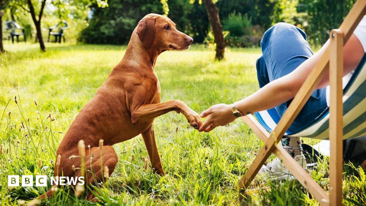 Don't Miss Out on Hull's Heartwarming 'Pups in the Park' Events!
