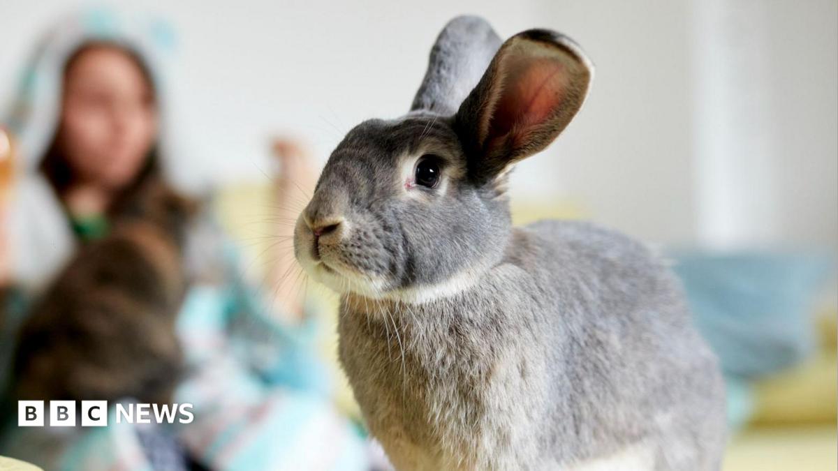 Call for rabbit owner training courses labelled 'hare-brained'