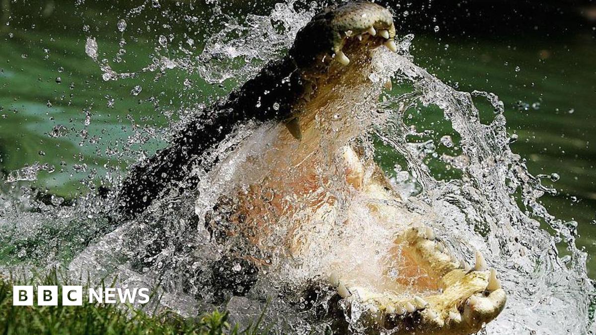 To conserve or cull? Life in Australia's crocodile capital - BBC News