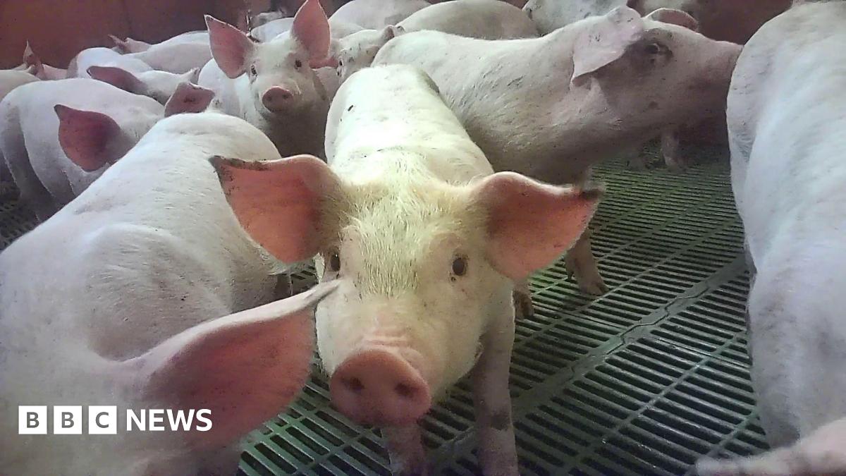 A dozen or so piglets in a pen. One of the piglets is moving its snout close to the camera.