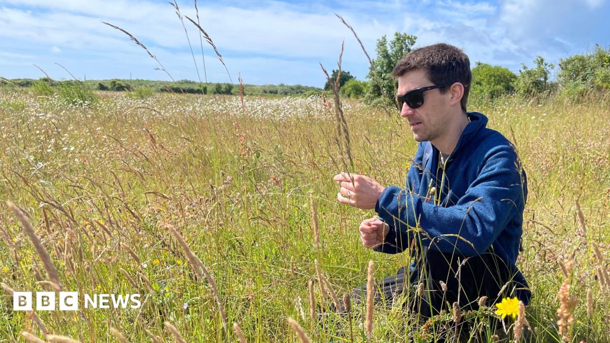 Conservationists bank five million seeds to protect the future of Welsh nature
